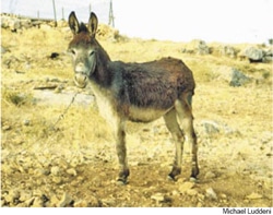 THEMANGER image 1