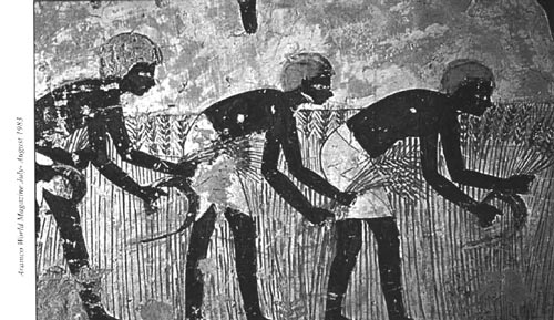 Harvesting wheat in thebes