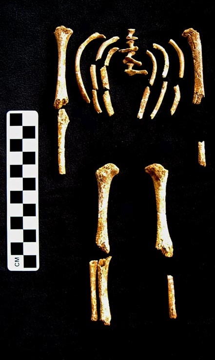 Infant Bones