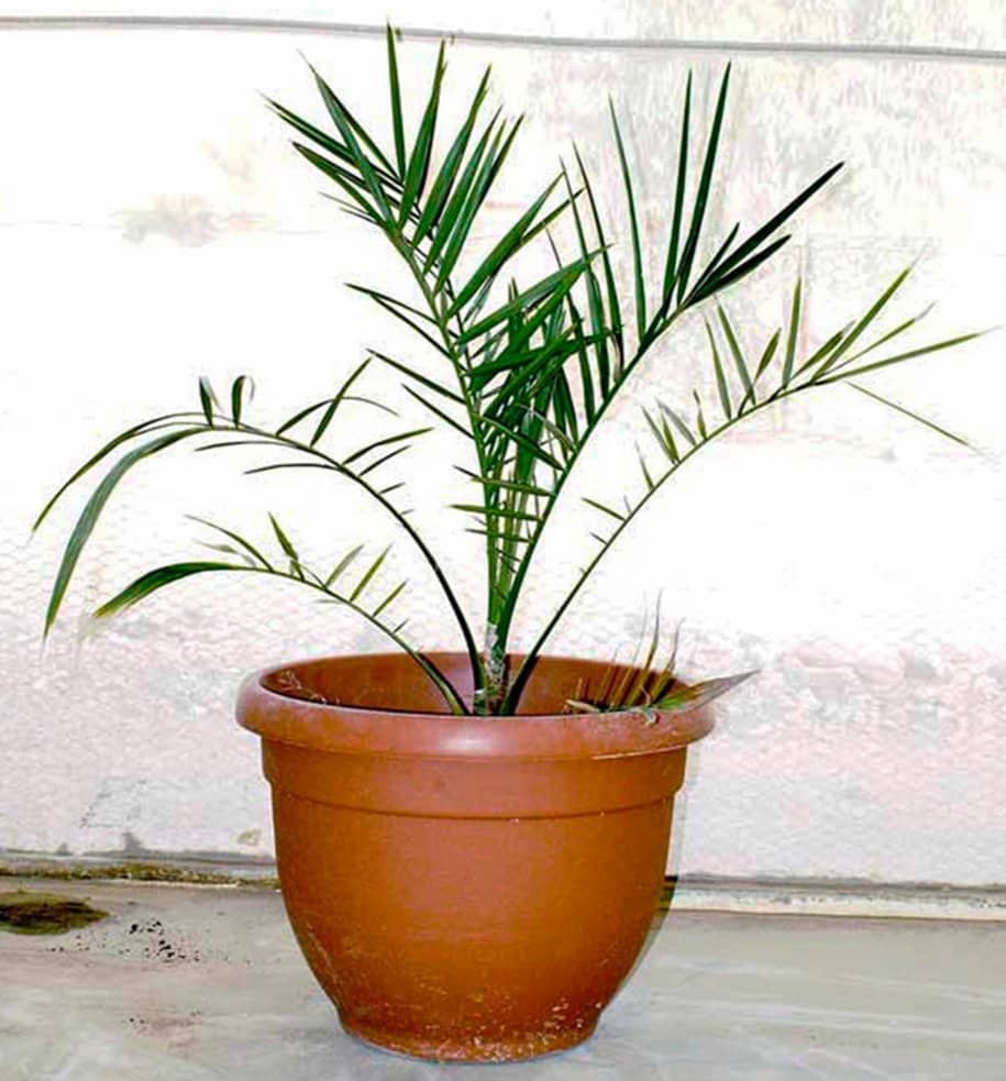 ILL8 Methuselah palm