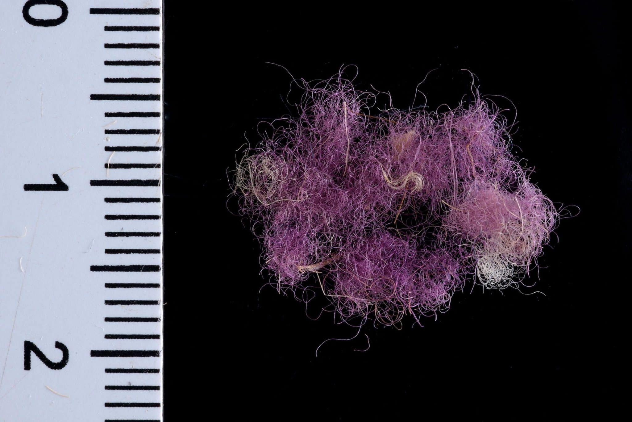 Fig. 4 Royal Purple