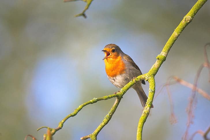 Bird Calls—Clues to the Origins of Hebrew