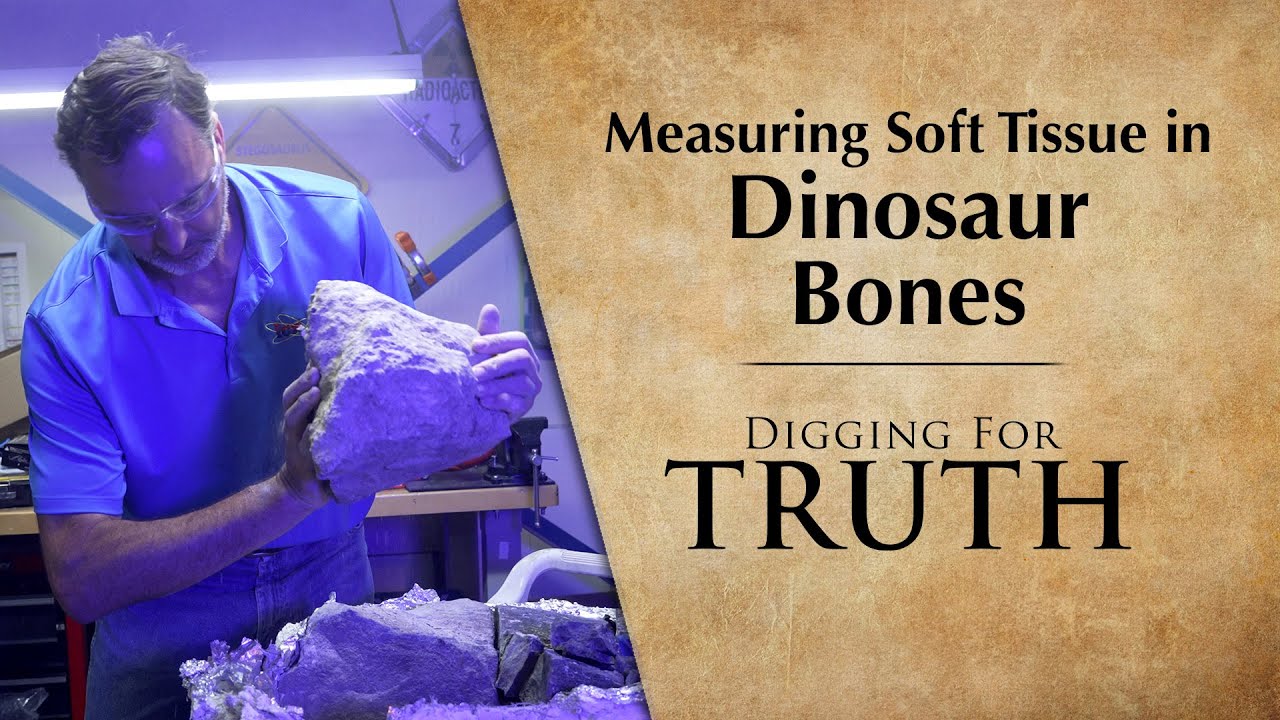 Measuring Soft Tissue in Dinosaur Bones: Digging for Truth Episode 264